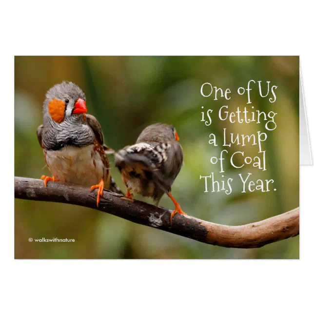 Funny Naughty or Nice Cheeky Pair of Zebra Finches