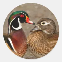 Beautiful Touching Moment Between Wood Ducks Classic Round Sticker
