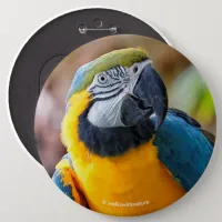 Beautiful Blue and Gold Macaw Pinback Button