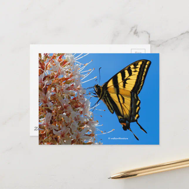 Swallowtail Butterfly on Buckeye Flower Postcard