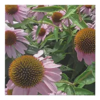 Echinacea Cone Flowers in Purple and Yellow Faux Canvas Print