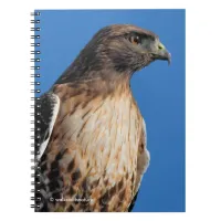 Magnificent Red-Tailed Hawk in the Sun Notebook