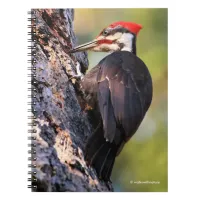 Beautiful Pileated Woodpecker on the Tree Notebook