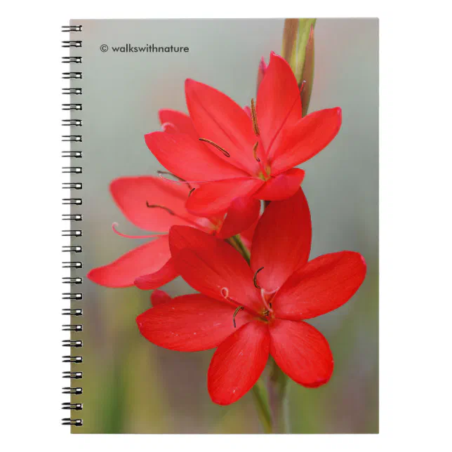 Kaffir Lily / River Lily / Hesperantha Coccinea Notebook
