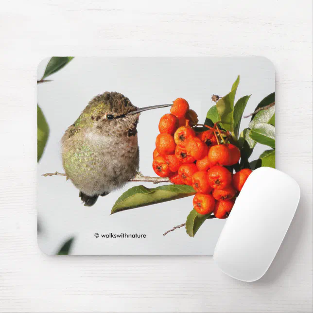 Anna's Hummingbird Poses with the Pyracantha Mouse Pad