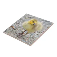 Adorable Baby Canada Goose on the Gravel Ceramic Tile