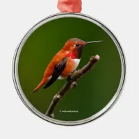 Stunning Rufous Hummingbird on the Cherry Tree Metal Ornament