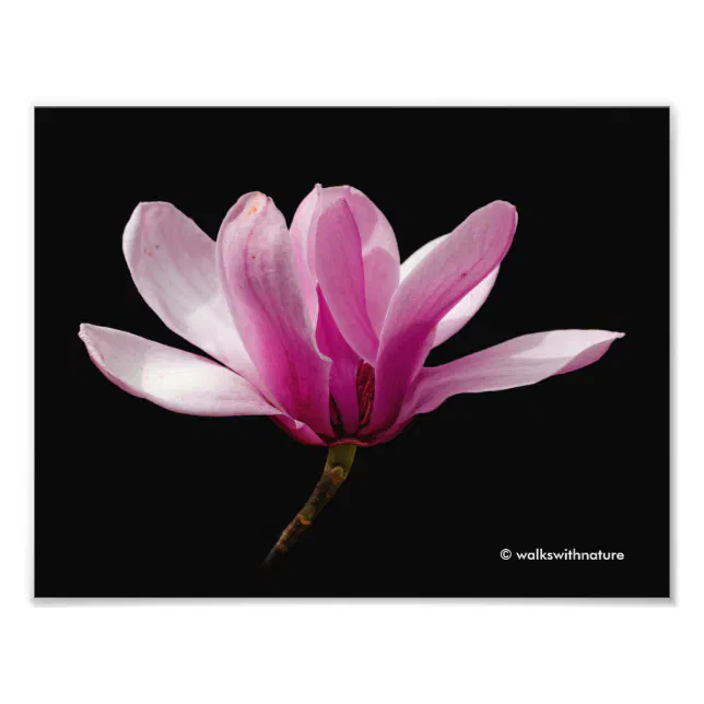 Pink Magnolia on Black Photo Print