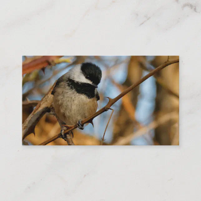 Cute Hopeful Black-Capped Chickadee Songbird Business Card