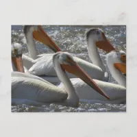 American White Pelicans Just Saying Hi Postcard