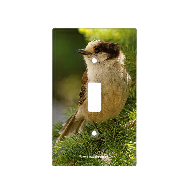 Profile of a Cute Grey Jay / Whiskeyjack Light Switch Cover