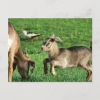 Playful Baby Goat Postcard