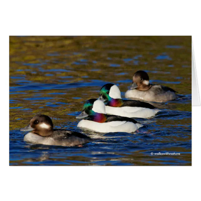 Getting My Ducks in a Row: Four Buffleheads