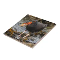 Stunning Black Oystercatcher with Clam Ceramic Tile