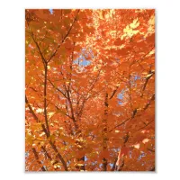 Pretty Orange Fall Leaves  Photo Print