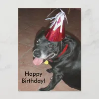 Happy Birthday Black Dog with Red Hat Postcard