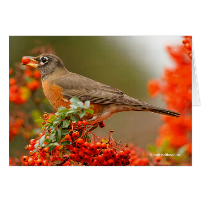 American Robin with a Pyracantha Pomme
