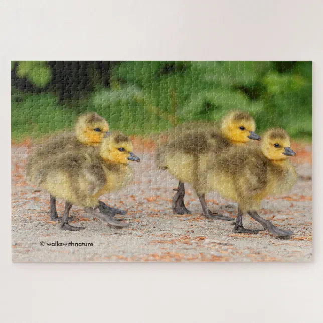 Cuteness on Parade: Canada Goose Goslings Jigsaw Puzzle