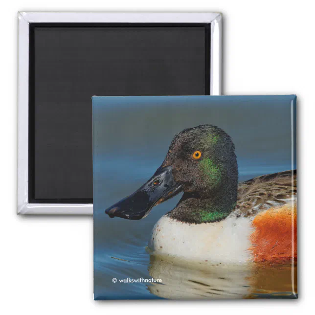 Closeup of a Handsome Northern Shoveler Duck Magnet