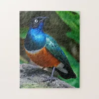 A Stunning African Superb Starling Jigsaw Puzzle
