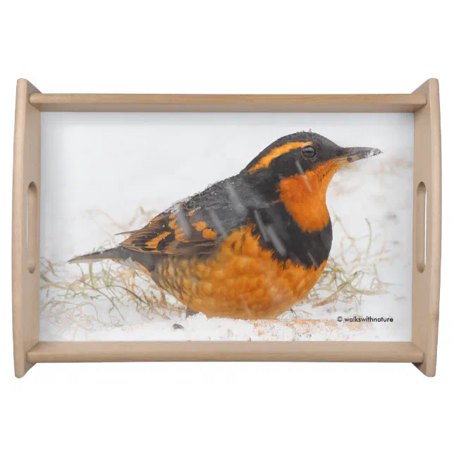 Beautiful Varied Thrush Songbird on a Snowy Day Serving Tray