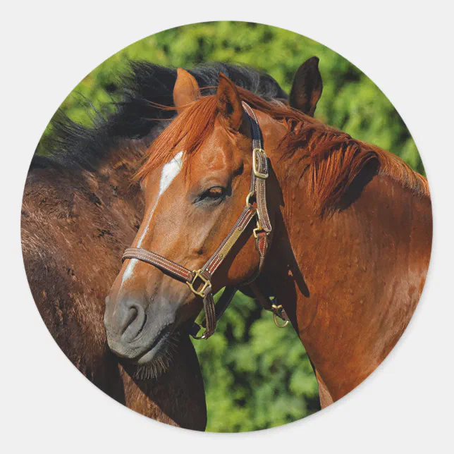 Two Beautiful Chestnut Horses in the Sun Classic Round Sticker