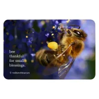 Beautiful Honeybee on the California Lilac Magnet