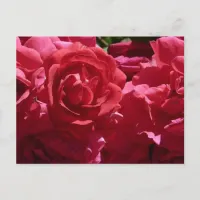 Red Roses Postcard