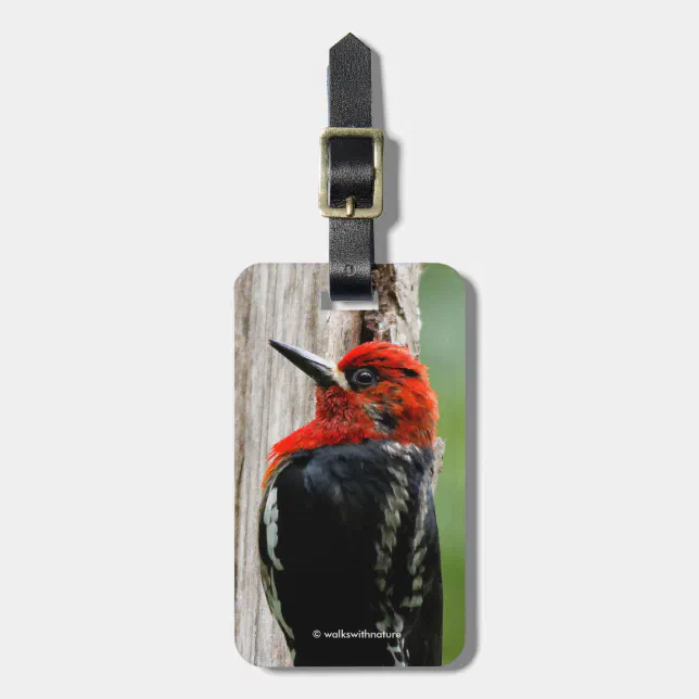 Meeting a Red-Breasted Sapsucker Luggage Tag