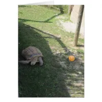  a tortoise at a zoo blank inside greeting card