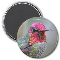 Stunning Male Anna's Hummingbird in Plum Tree Magnet