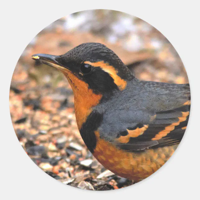 Beautiful Varied Thrush on the Snowy Ground Classic Round Sticker