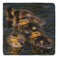 Adorable Quintet of Swimming Mallard Ducklings Trivet