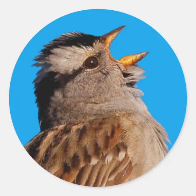White-Crowned Sparrow Sings to the Sun Classic Round Sticker