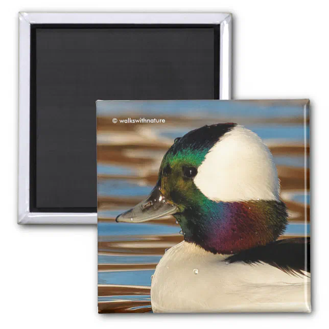 Male Bufflehead Duck in the Afternoon Sun Magnet