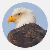 Beautiful Bald Eagle in a Tree Classic Round Sticker