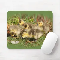 Adorable Baby Canada Geese on the Grass Mouse Pad