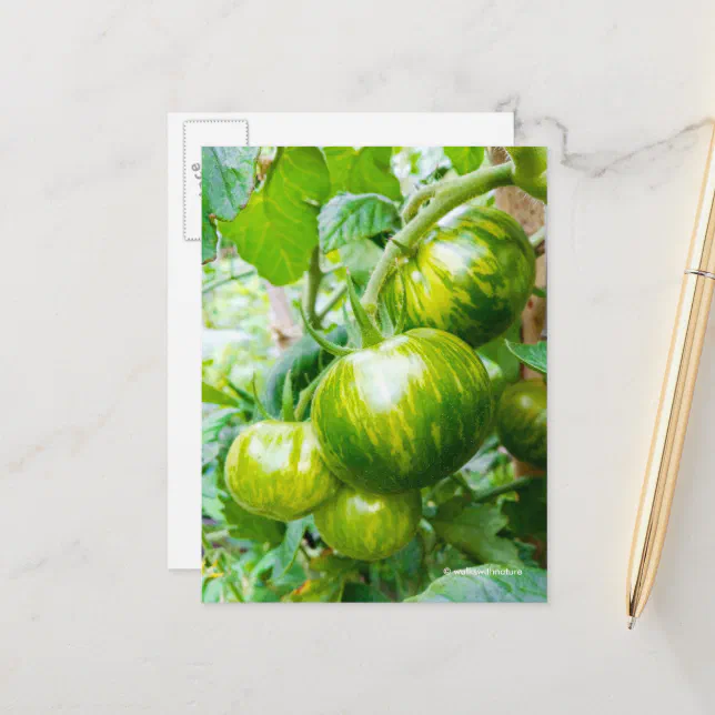 Tasty Green Zebra Heirloom Tomatoes on Vine Postcard