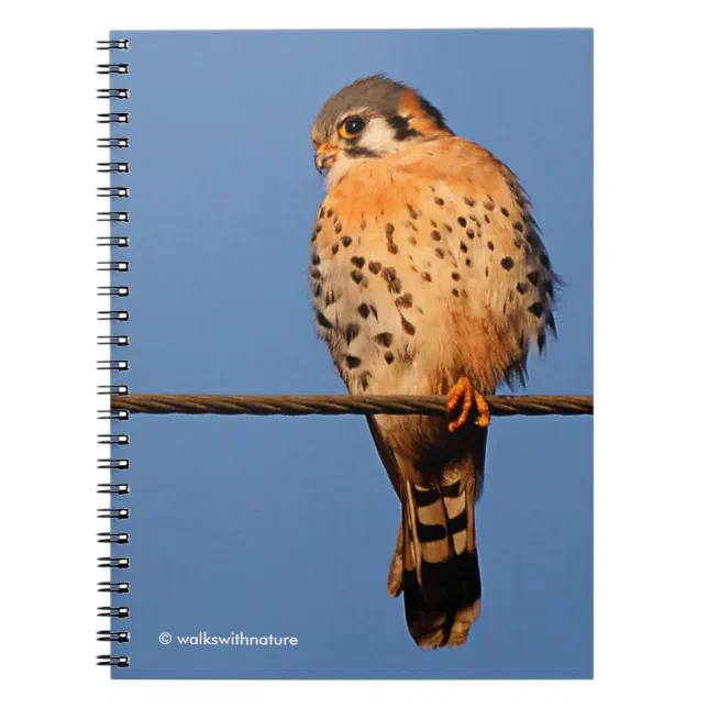 American Kestrel Hawk on a Wire Notebook