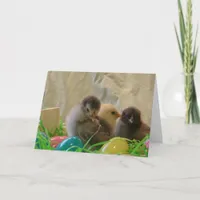 Real Easter Chicks Holiday Card