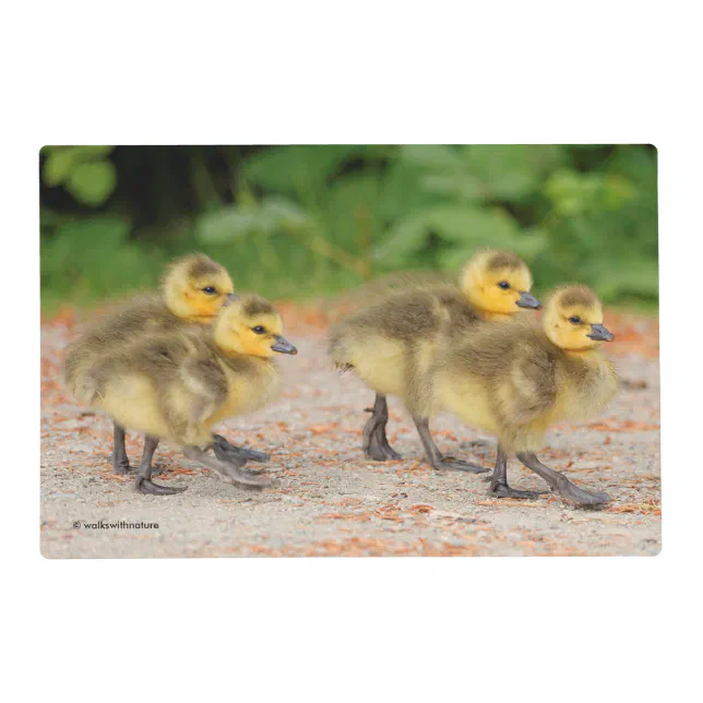 Cuteness on Parade: Canada Goose Goslings Placemat