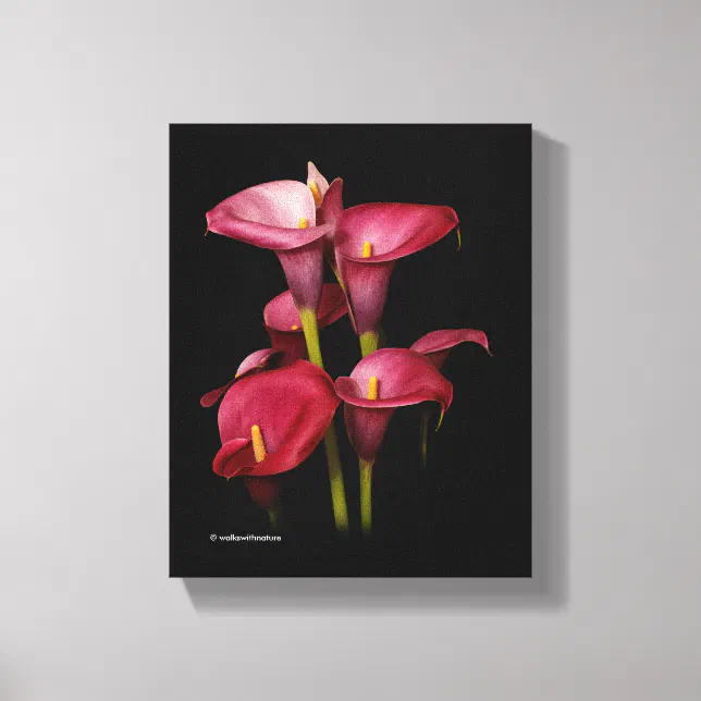 Elegant Purple Calla Lilies Canvas Print