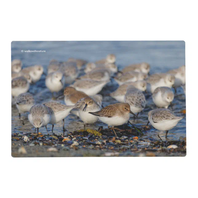 Flock of Dunlins and Sanderlings at the Beach Placemat