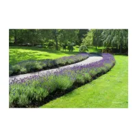Stunning Lavender-Lined Garden Walk Landscape Acrylic Print