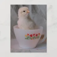 Chick in Vintage Teacup Postcard