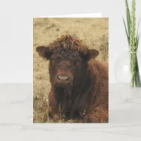 Wisconsin Brown Cow Farm Photography  Card