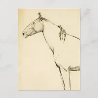 Horse Postcard