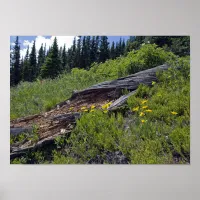 Fallen Tree and Mountain Wildflowers Poster