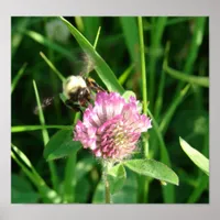 Bumble Bee on Red Clover Poster