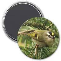 Cute Kinglet Songbird Causes Stir in the Fir Magnet